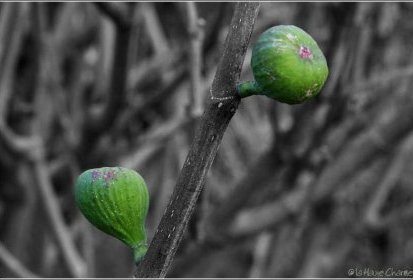 Figues !....