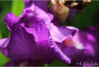 Iris