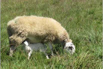 et moutons.
