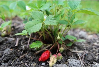 Fraises