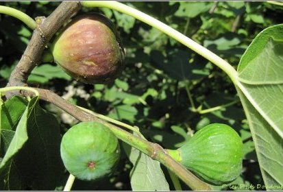 Figues, le retour...