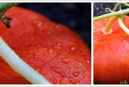 citrouilles