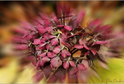 Hortensia couleurs d'hiver