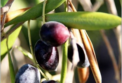 Baena - olives