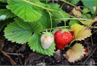 fraises