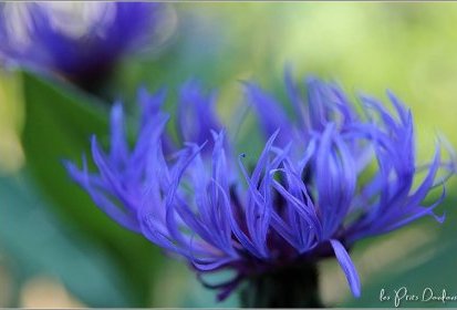 Bleuets