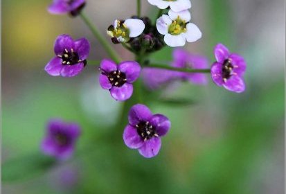 Myosotis ?...