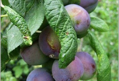 Prunes