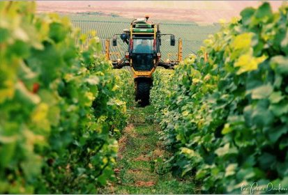 le temps des vendanges