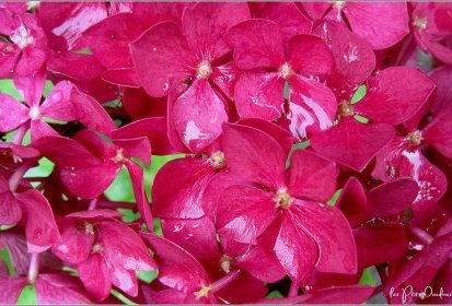 Hortensia