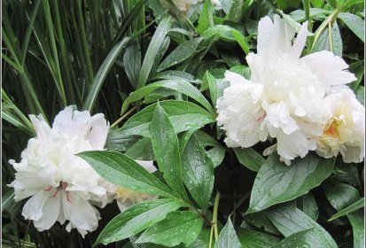 Jardin du 9 juin 2010
