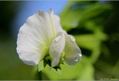 Fleur de petits pois