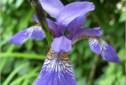 Iris de Sibérie