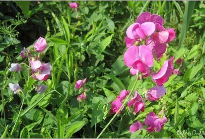 sur le Sentier des douaniers