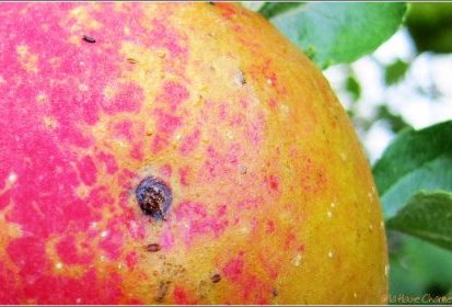 Le ver est dans le fruit...