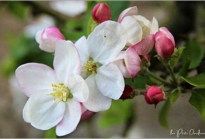 Fleurs de pommier