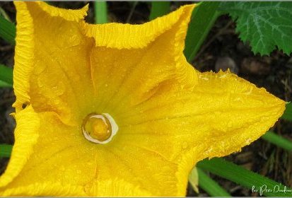 Fleur de courgette