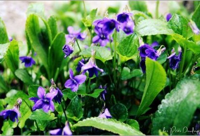 violettes