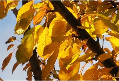 Couleurs d'automne