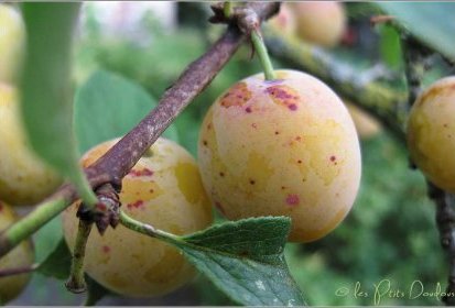 Premières mirabelles