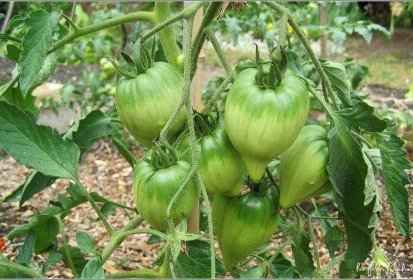 Tomates