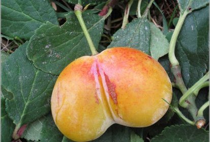 après le coco-fesse.. la mirabelle-fesse