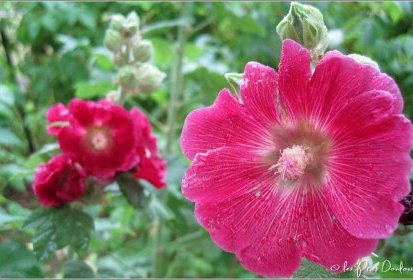 rose trémière