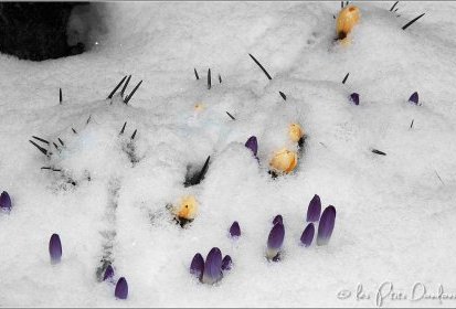 Crocus