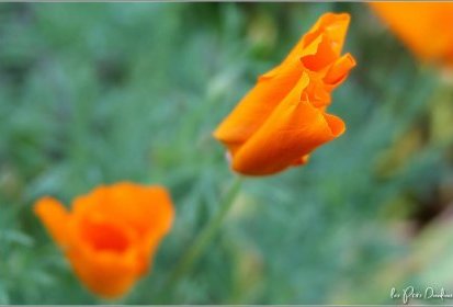 Cosmos
