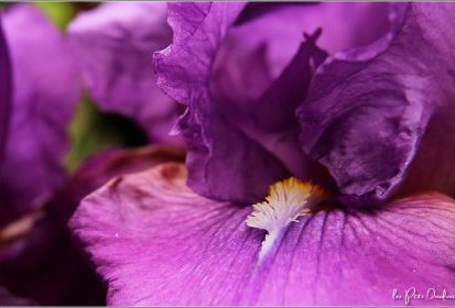 Iris