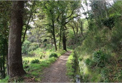 Camacha - le long d'une "levada"