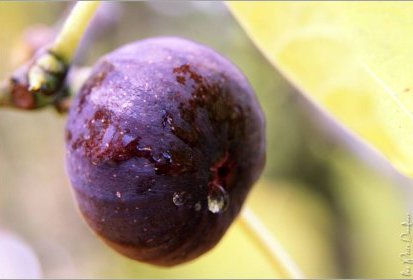 Dernières figues
