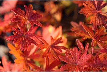 Couleurs d'automne