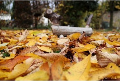 Tombent, tombent les feuilles molles
