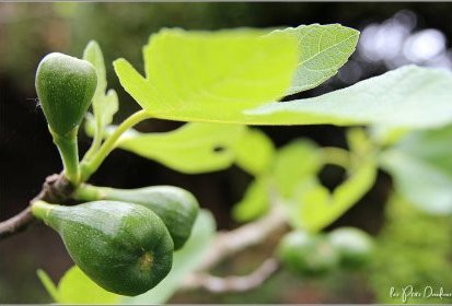 Figues