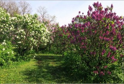 Lilas - Jardin Botanique Jean-Marie Pelt