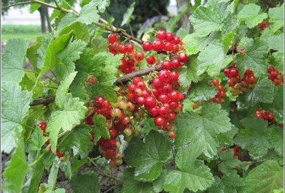 Jardin du 9 juin 2010