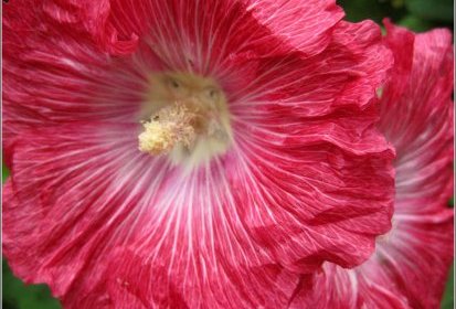 Rose trémière