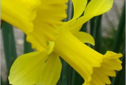 jonquilles