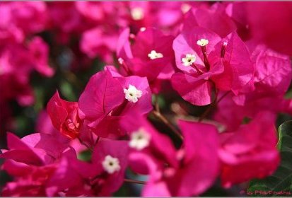 Madère - Bougainvillier