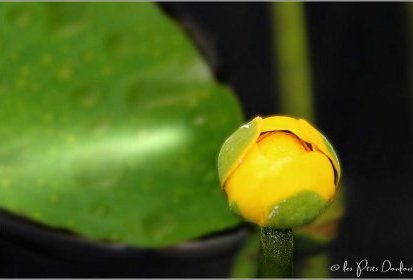 Nénuphar (Jardin de Trsteno)