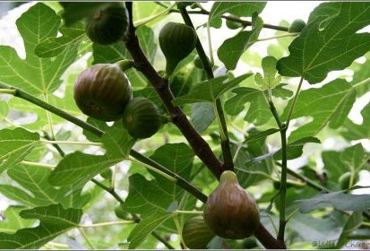 Figues...