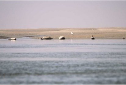 Entre le ciel et l'eau : le sable et les phoques
