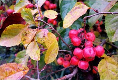 C'est l'Automne !... pommier Evereste