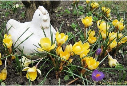 crocus