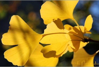 Ginkgo biloba couleur d'automne.
