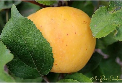 Transparente de Croncels (pomme "troyenne")