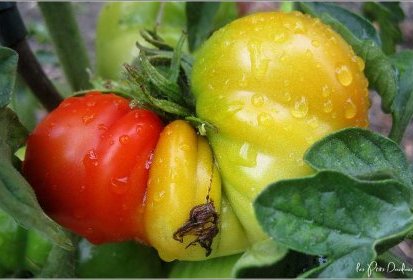 Tomates ?...
