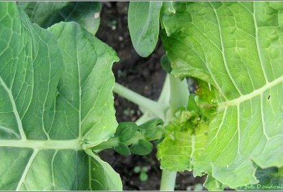 Futur chou brocoli
