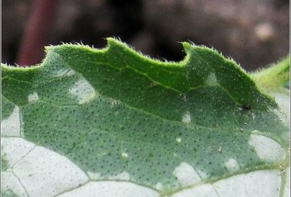 Feuille de courgette